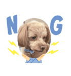 愛犬らてちゃん2（個別スタンプ：16）