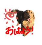 よんた（個別スタンプ：4）