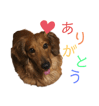 だいごろうの優しいスタンプ（個別スタンプ：1）