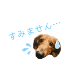 だいごろうの優しいスタンプ（個別スタンプ：2）