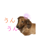 だいごろうの優しいスタンプ（個別スタンプ：9）