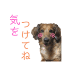 だいごろうの優しいスタンプ（個別スタンプ：10）