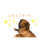 だいごろうの優しいスタンプ（個別スタンプ：12）