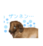 だいごろうの優しいスタンプ（個別スタンプ：14）