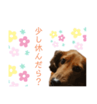 だいごろうの優しいスタンプ（個別スタンプ：20）