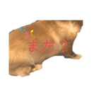 だいごろうの優しいスタンプ（個別スタンプ：21）