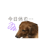 だいごろうの優しいスタンプ（個別スタンプ：22）