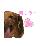 だいごろうの優しいスタンプ（個別スタンプ：24）