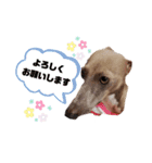 イタsanピンchan（個別スタンプ：4）