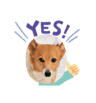 コーギーカーディガン コーギーミックス犬（個別スタンプ：2）