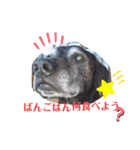 コーギーカーディガン コーギーミックス犬（個別スタンプ：3）
