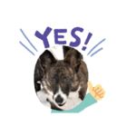 コーギーカーディガン コーギーミックス犬（個別スタンプ：5）