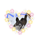 コーギーカーディガン コーギーミックス犬（個別スタンプ：10）