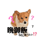 コーギーカーディガン コーギーミックス犬（個別スタンプ：11）