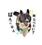 コーギーカーディガン コーギーミックス犬（個別スタンプ：12）