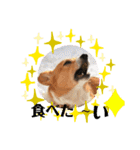 コーギーカーディガン コーギーミックス犬（個別スタンプ：13）