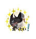コーギーカーディガン コーギーミックス犬（個別スタンプ：14）