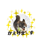 コーギーカーディガン コーギーミックス犬（個別スタンプ：15）