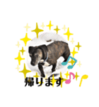 コーギーカーディガン コーギーミックス犬（個別スタンプ：16）