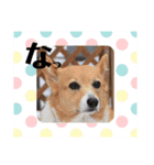 コーギーカーディガン コーギーミックス犬（個別スタンプ：20）