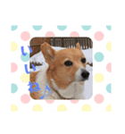 コーギーカーディガン コーギーミックス犬（個別スタンプ：22）