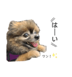 ポメラニアンのちろちゃん（個別スタンプ：1）