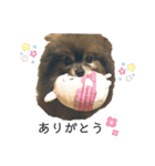 ポメラニアンのちろちゃん（個別スタンプ：2）