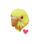 インコのMAXくん（個別スタンプ：1）