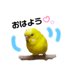 インコのMAXくん（個別スタンプ：2）