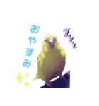 インコのMAXくん（個別スタンプ：3）