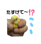 インコのMAXくん（個別スタンプ：4）