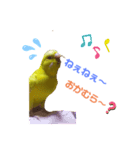 インコのMAXくん（個別スタンプ：5）