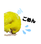 インコのMAXくん（個別スタンプ：6）
