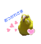 インコのMAXくん（個別スタンプ：7）