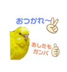 インコのMAXくん（個別スタンプ：8）