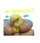 インコのMAXくん2（個別スタンプ：1）