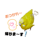 インコのMAXくん2（個別スタンプ：2）