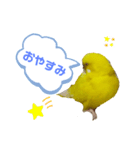 インコのMAXくん2（個別スタンプ：3）
