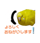インコのMAXくん2（個別スタンプ：4）