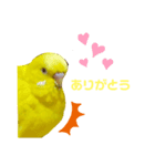 インコのMAXくん2（個別スタンプ：5）