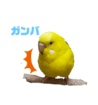 インコのMAXくん2（個別スタンプ：6）