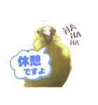 インコのMAXくん2（個別スタンプ：8）