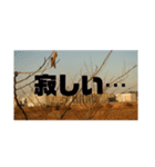 シュールピクチャー（個別スタンプ：3）