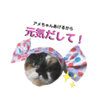 ふーちゃん(猫)①（個別スタンプ：2）