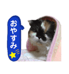 ふーちゃん(猫)①（個別スタンプ：4）