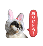 ふーちゃん(猫)①（個別スタンプ：5）