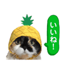 ふーちゃん(猫)①（個別スタンプ：7）