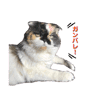 ふーちゃん(猫)①（個別スタンプ：8）
