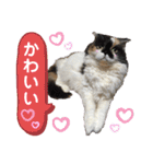 ふーちゃん(猫)①（個別スタンプ：9）