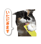 ふーちゃん(猫)①（個別スタンプ：10）